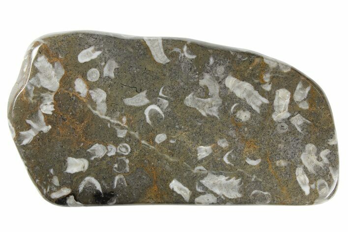Polished Devonian Fossil Coral and Bryozoan Plate - Morocco #259099